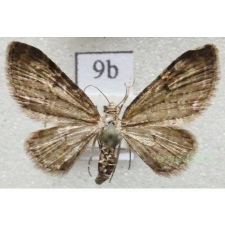 Eupithecia virgaureata Doubleday, 1861 Czech9b